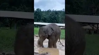 This adorable baby elephant loves playing mud 😍 #babyelephant #elephant #funnyelephant #shorts