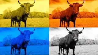 FUNNY BULLS. COFFIN DANCE. EXE 4 COLORS 4 MUSIC