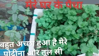 Mere ghar ke phodhe||Kitchen garden||Aliya ki duniya||