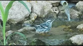 Black & White Warblers - Pat O'Neil Video bird IDs