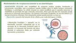 PATOLOG&Iacute;A 1 ADAPTACION LESION Y MUERTE CELULAR