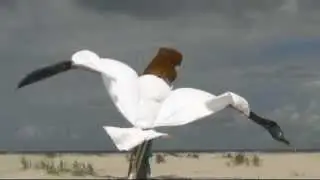 Strandvogel