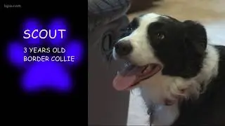 KGW investigation: What would your dog do?