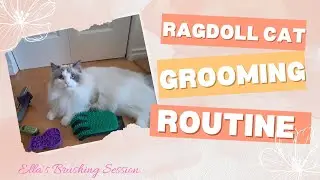 Ragdoll cat grooming routine 🐱🪮|EllaMyRagdoll