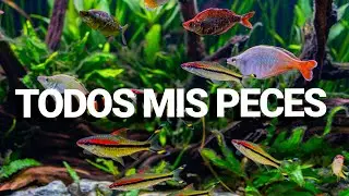 TODOS LOS PECES que tengo en mis ACUARIOS