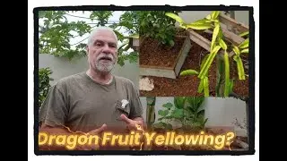 Post Harvest Yellowing of Dragon Fruit Plants
