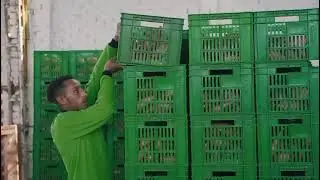 Elsalama for export   ( sweet potatoes )