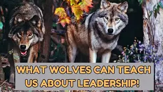 What Wolves Teach Us About Leadership and Teamwork!