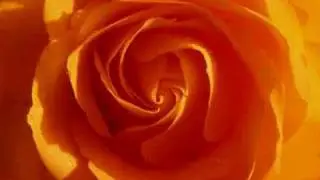 Point Guards - Never Fall In Love (Club Mix)