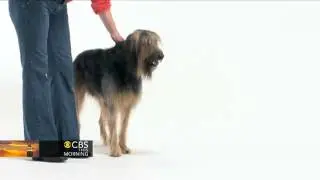 How to test your dog's communication skills