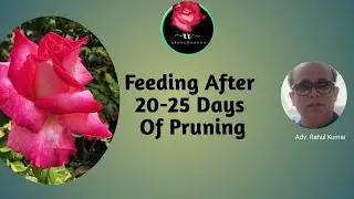 20-25 दिनों के बाद कली दिखने पर ये NPK Feed करें / Feeding Of Npk After 20-25 Days of Pruning