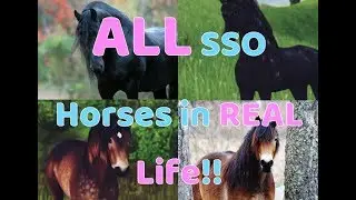All Star Stable Horses In REAL Life!