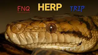 The Search For The Amethystine Python. Part 3!