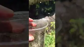 Высаживаем рассаду помидор и огурцов в грунт.