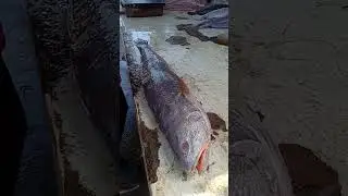 unbelievable!!!big note vola fish|chopper & cleaning cutting skills by excellent fish cutting  #live