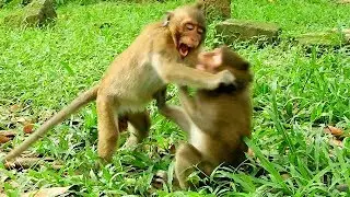 MG,Dony Terrify Drags Ear Of Monkey Timo,Timo Gets Hurt Of Dony Do Like This