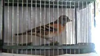 Pinzon real macho