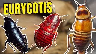 A Look Into Some of the MOST Colorful Roaches EVER | Eurycotis Showcase