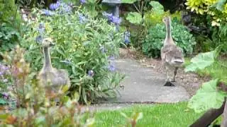 Two young Cygnets
