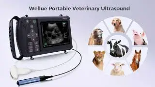 Wellue Portable Veterinary Ultrasound