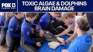 Dolphins exposed to toxic algae show signs of brain damage: Study