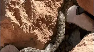 Snake (Natrix maura) Culebra Viperina. Inoffensive , non-poisonous. Murcia, South of Spain