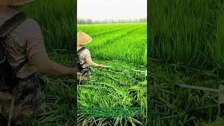 Organic Farming Magic: Why Trimming Rice Leaves Could Boost Your Harvest