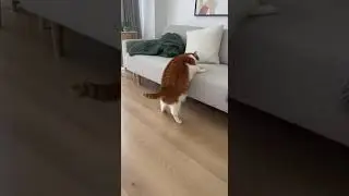 Fat Fluff's Epic Couch Jump: Bounce Back with Extra Squish! 💥😻💕 #petlife #cat #cute #petlover