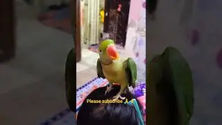 ||Ek gilas paai dedo🥛🥛😂😂|| #ytshorts #parrotcomedy #shorts#mypetsmastiandfun#viral #funny.
