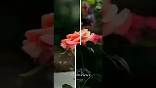 Ross__flowers  || photo editing || shorts || ytshorts || viral__shorts