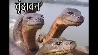 #video #वृंदावन के नदी में सा मौका सांप #Vrindavan# Kennedy #images of#video Sani kashyap Rajkot 💸💯