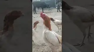 Sontol Masti mei😍😍😍 #viral #aseelmurga #shortvideos #birds