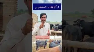 #bachrafarming #bachrian #cattlefarming #agriculture #cropproduction #cattlefarmingbusiness #