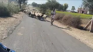 आज रास्ते मे इतनी सारी भेड मीली है .... 👀👀