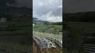 Nyantai di tengah ladang sayur siang hari #gunungsumbing
