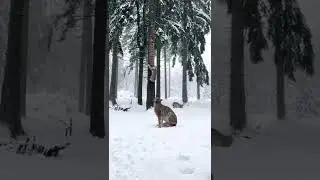 Bobcat jumping #shorts
