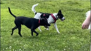 #DogParkFun Sassy & Z, Dog Park Fun