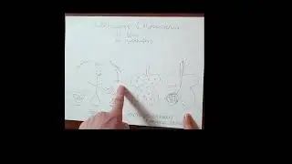 Tuberculosis in animals and man // zoonosis and anthropozoonosis // transmission // Vanessa Herder