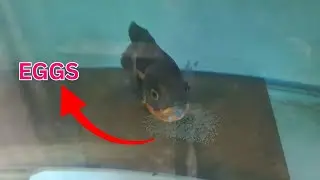 How To Remove And Hatch Oscar Eggs | Breeding Guide | Fish Spot Kolkata