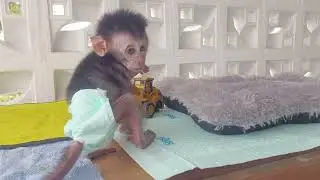 Baby monpai mocci is missing his mom's #monpai #babymonkey #scaredmonkey #cutemonkey #newbornmonkey