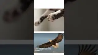 January 10th #dailyfact #cats #back #paws #toes #save #theeagles