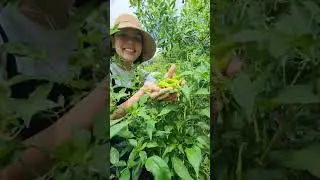 Tara sa Neri's Secret Garden at mag harvest ng kung ano ang makikitang gulay