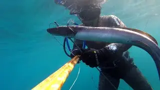 Pesca sub: Un Serpente marino nel bassofondo (grongo - muggine) Estate 2016