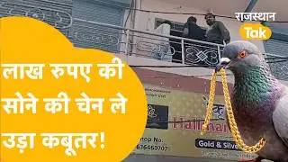 Nagaur में कबूतर ने मचाया हड़कंप, लोग देखते रहे, कबूतर ले उड़ा सोने की चेन!