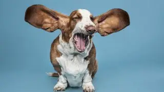 Cute Funny & Smart Animals Compilation #3 l 2023 Funny Pets l Meggies Pets