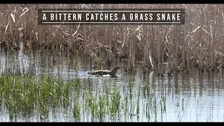 A Bittern Catches A Grass Snake
