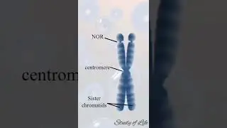 why chromosomes have two chromatids and not one ? #biology #science #nums #nmdcat #neet #shorts