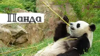 Панда: чёрно-белый супергерой бамбуковых джунглей! 🐼