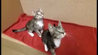 Debbie Ocean A812048 (AVAILABLE) and Lou A812050 (ADOPTED 6/24/22)