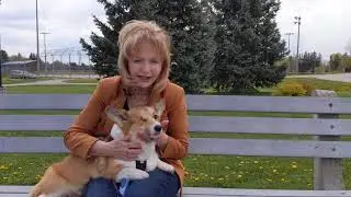 Dog License Benefits